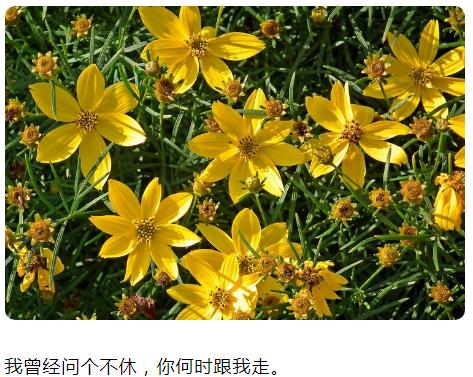 我曾经问个不休,你何时跟我走