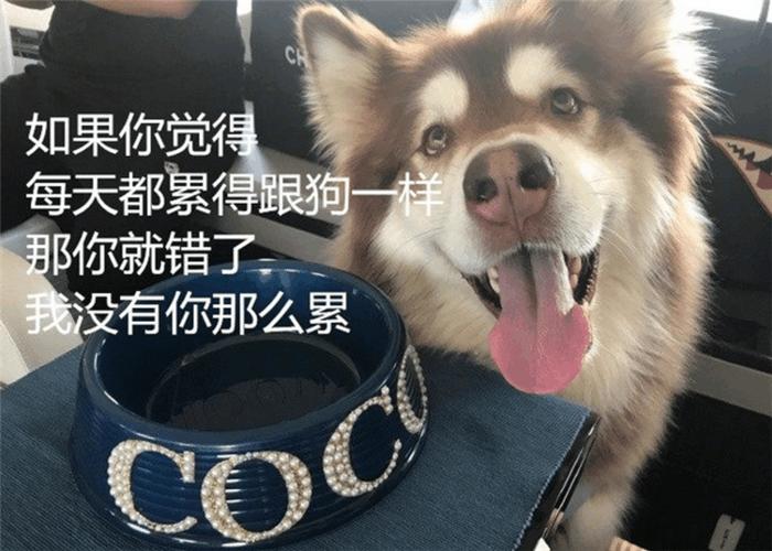 你以为自己累得像条狗,其实狗并没有你那么累图片带字