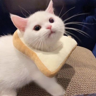 卡哇伊小猫咪超可爱头像图片