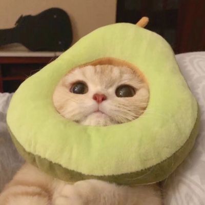 卡哇伊小猫咪超可爱头像图片