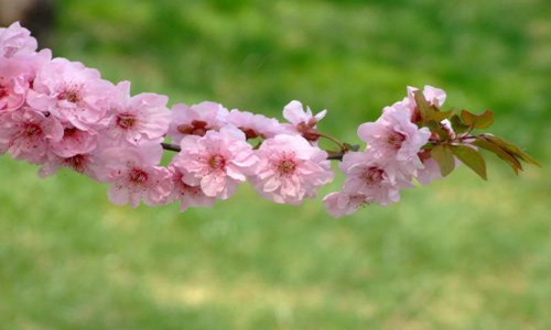 春暖花开的唯美句子：淡看流年烟火，细品岁月静好图片