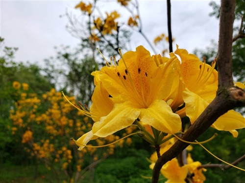 形容杜鹃花很美的句子