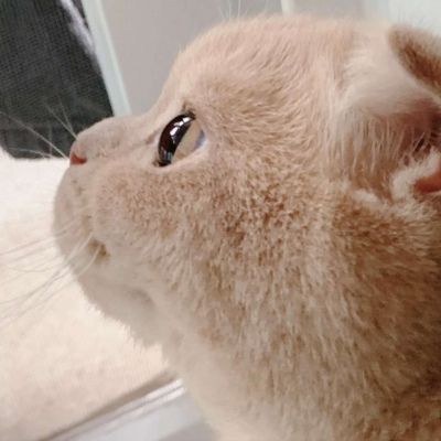 卡哇伊小猫咪超可爱头像图片