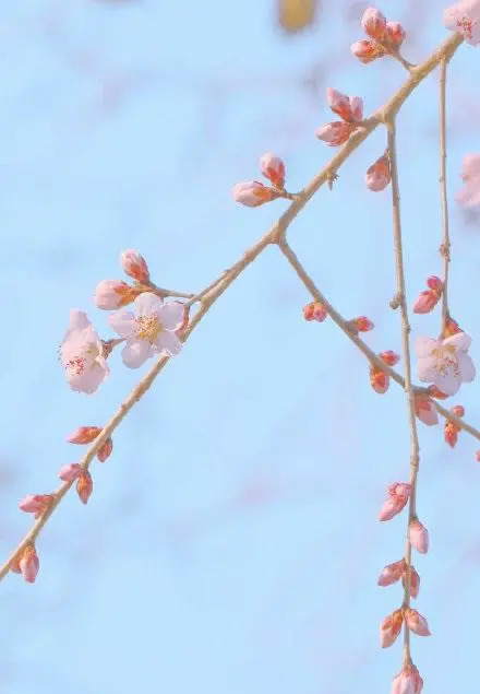 形容桃花的唯美短句 朋友圈晒桃花的说说图片