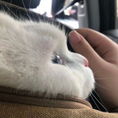 卡哇伊小猫咪超可爱头像图片