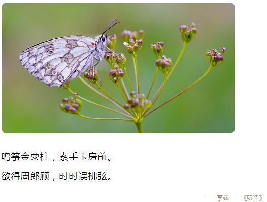 鸣筝金粟柱 素手玉房前 欲得周郎顾 时时误拂弦