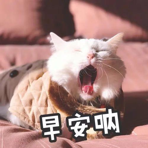 情侣早安超甜表情包图片