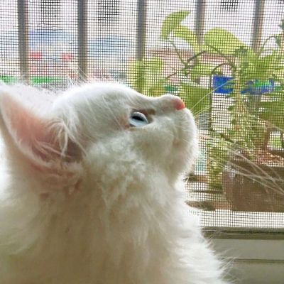 卡哇伊小猫咪超可爱头像图片