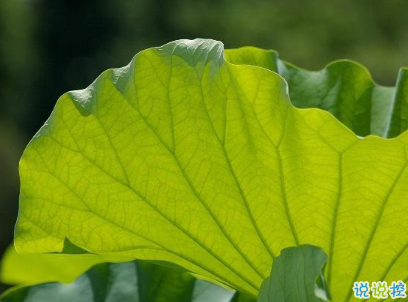 端午节经典语录大全 端午节句子简短2020