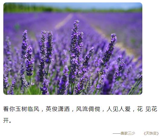 英俊潇洒风流倜傥玉树临风人见人爱图片