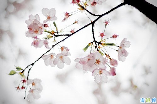 2020清明节祝福语抖音短句大全 清明节祝福语简短优美