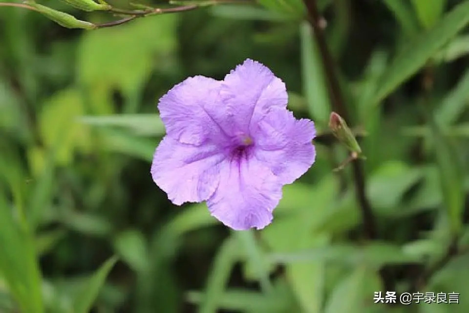 且行且珍惜的经典句子 感慨人生不易的句子图片