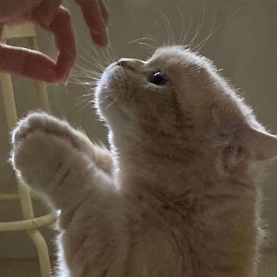 卡哇伊小猫咪超可爱头像图片
