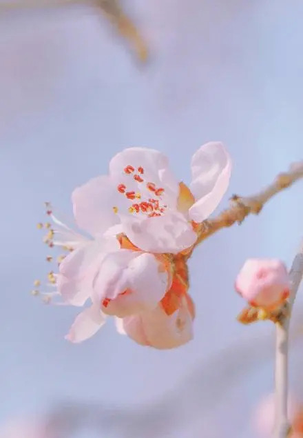 形容桃花的唯美短句 朋友圈晒桃花的说说图片