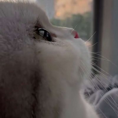 卡哇伊小猫咪超可爱头像图片