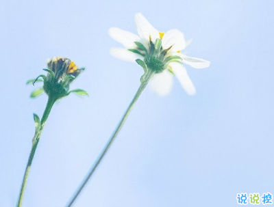 春暖花开的朋友圈抖音短句 春天唯美抖音短句短句