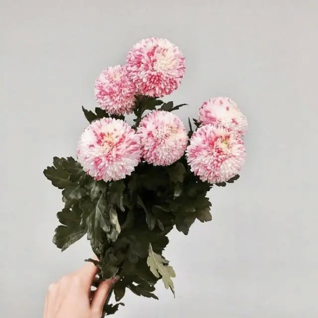 干净唯美的句子打动人心 	朋友圈简单干净的句子图片