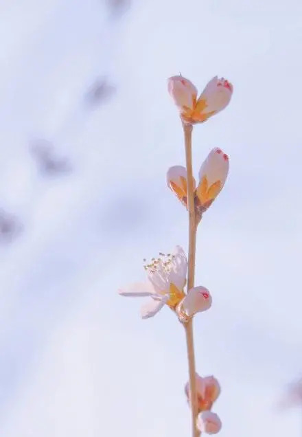 形容桃花的唯美短句 朋友圈晒桃花的说说图片