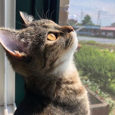 卡哇伊小猫咪超可爱头像图片