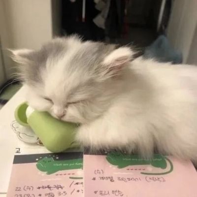 卡哇伊小猫咪超可爱头像图片