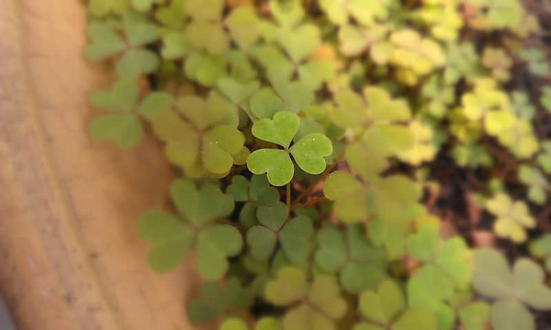 教师节英语祝福语大全