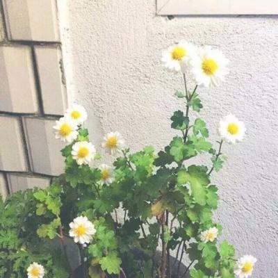 适合30一40岁女人微信常用有内涵得体头像图片