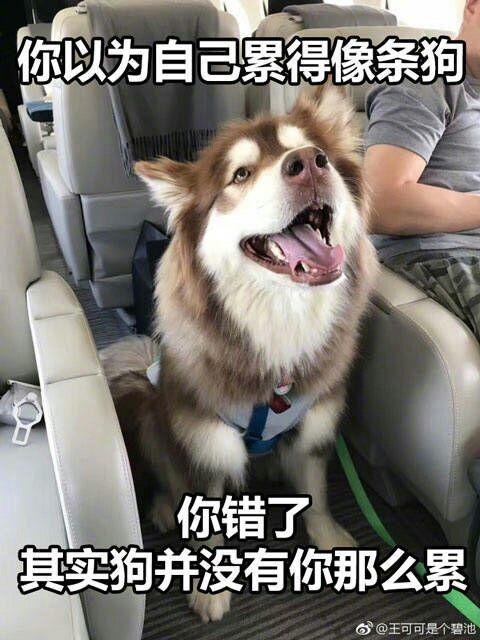 你以为自己累得像条狗,其实狗并没有你那么累图片带字