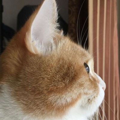 卡哇伊小猫咪超可爱头像图片