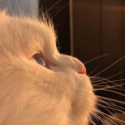卡哇伊小猫咪超可爱头像图片