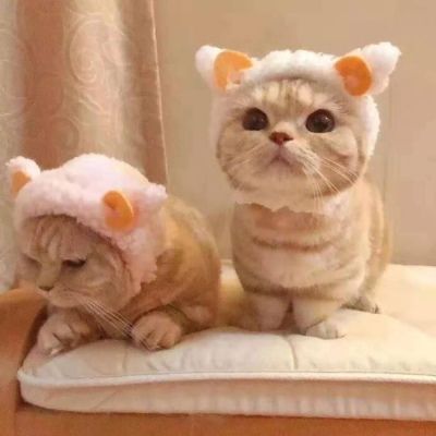 卡哇伊小猫咪超可爱头像