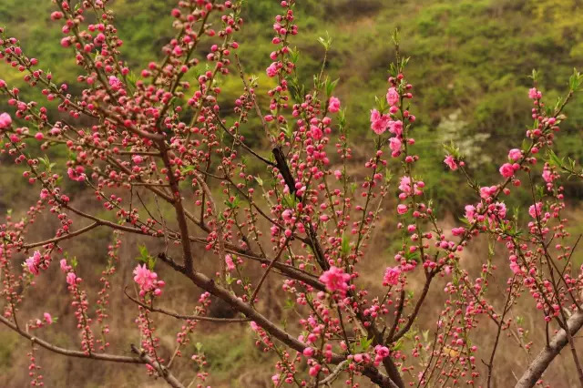 形容桃花的唯美短句 朋友圈晒桃花的说说图片