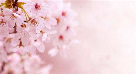 花瓣飘落的唯美句子  形容樱花瓣落满地的诗句图片