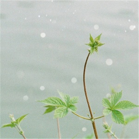 微信头像简约小清新干净图片