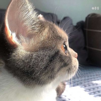 卡哇伊小猫咪超可爱头像图片