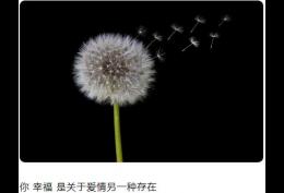 你 幸福 是关于爱情另一种存在