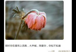 大声喊我爱你你知不知道