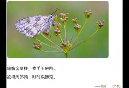 鸣筝金粟柱 素手玉房前 欲得周郎顾 时时误拂弦