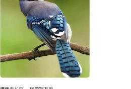 鹰隼击长空 凤歌翔万里 安能抱恙伴枕眠 马踏冰雪箭破天