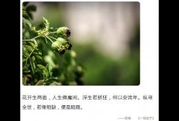 花开生两面人生佛魔间浮生若骄狂何以安流年