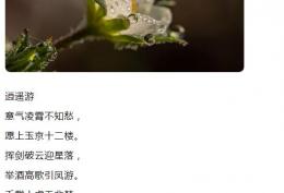 愿上玉京十二楼