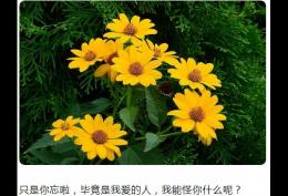 毕竟是我爱的人 我能够怪你什么