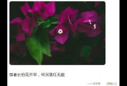 惜春长怕花开早,何况落红无数