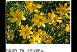 我曾经问个不休,你何时跟我走