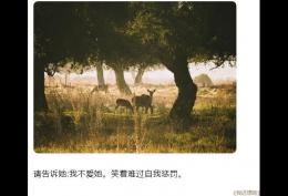 请告诉他我不爱他 笑着难过自我惩罚
