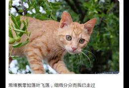 思绪飘零如落叶飞落,细雨分分而我已走过