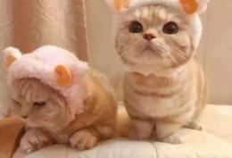 卡哇伊小猫咪超可爱头像