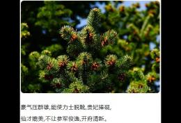 豪气压群雄能使力士脱靴贵妃捧砚仙才媲美不让参军俊逸
