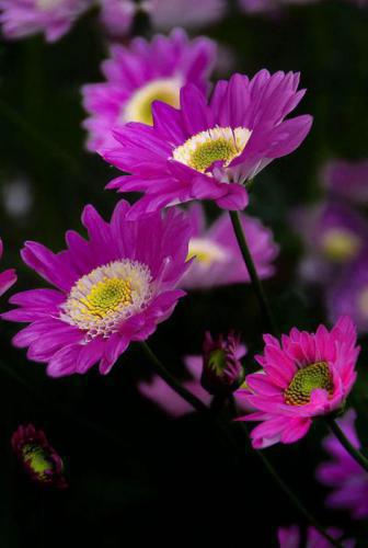 世界第一名女性打击乐独奏家伊芙琳·格兰妮的励志故事：不因外界影响