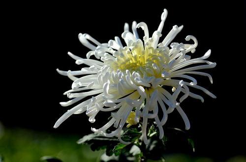 节哀顺变慰问短信