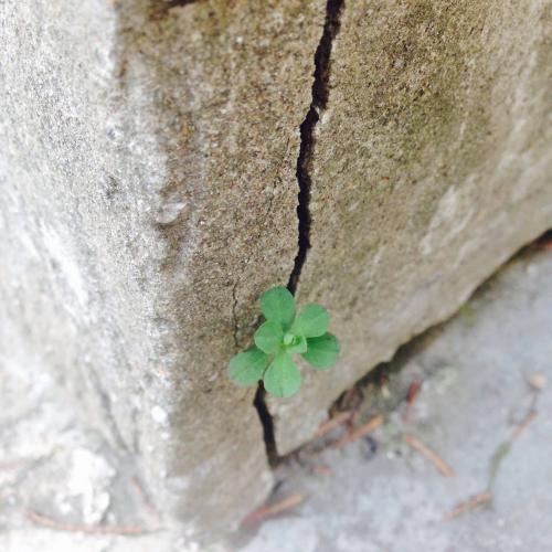 节哀顺变慰问短信